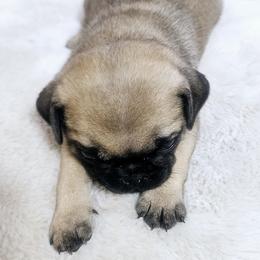 Pugs from Beautiful pugs