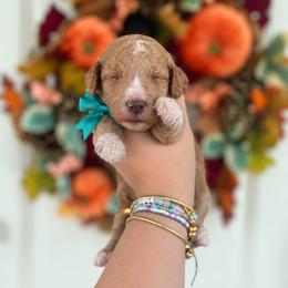 Nala(Teal) - Red  female Poodle puppy in Stuart Fl, Florida from Lincoln & Lady Co.