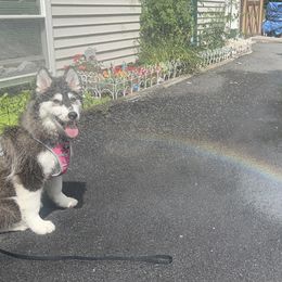 Diora - Siberian Husky