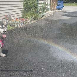 Diora - Siberian Husky