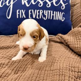 Harper - Parti female Goldendoodle puppy in Anthem/Phoenix, Arizona from Ironwood Doodles