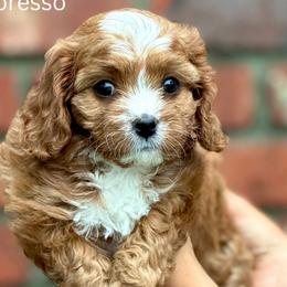 Australian Labradoodles, Bernedoodles, Cavapoos, and Poodles from The Poodle Co. Raising Doodles & Poodles