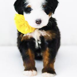 Joy - Black tri-color female Aussiedoodle puppy in Diamond Bar, California from Furrytaildoodles
