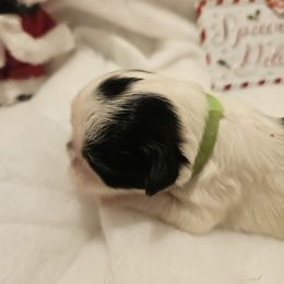 Lulu's green collar girl - Black and white female Shih Tzu puppy in Woodsfield, Ohio from ROSE LANE SHIH TZUS