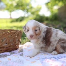 Boy 1 - Red merle male Australian Shepherd puppy in Bagley, Iowa from Diamond M Aussies