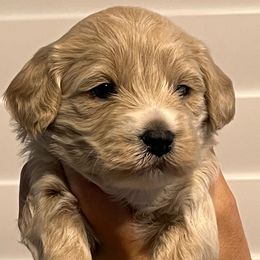 Cavapoo Puppies from Palmetto Companion Puppies