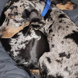 Dachshunds from KC Dachshunds