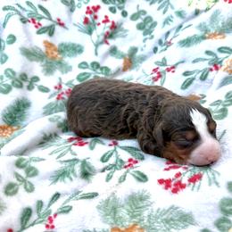 Magnolia - Tri-color female Bernedoodle puppy in Townville, South Carolina from Copper Creek Bernedoodles