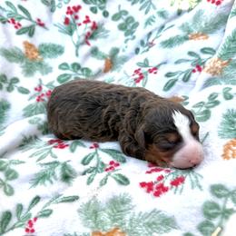 Magnolia - Tri-color female Bernedoodle puppy in Townville, South Carolina from Copper Creek Bernedoodles