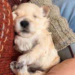 Havana Silk Dog puppies from Maplewood Silks