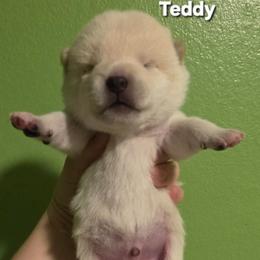 Teddy (Boy 4 Blue collar) - Cream male Shiba Inu puppy in Denver, Colorado from Diamonds In The Ruff Boston Terriers