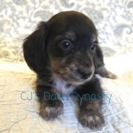 ACE 3250 - Black and cream male Dachshund puppy in Gatesville, Texas from CJ's Dach Dynasty