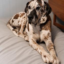 Roman - Great Dane
