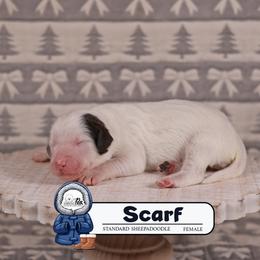 Scarf - Brown and white female Sheepadoodle puppy in Cleveland, Tennessee from Narrow Path Old English & Sheepadoodles