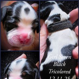 Girl 7 - Black white and tan female English Springer Spaniel puppy in Silverdale, Washington from TimberVale Springers