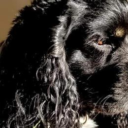 Cocker Spaniels from Suzanne's Cockers