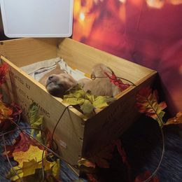 7th pick male - Dark golden male Golden Retriever puppy in Forest Lake, Minnesota from Northern Lights Goldens