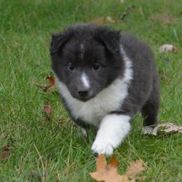 Shetland Sheepdog Puppies from Sunny Shelties