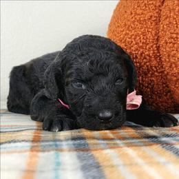 Raven - Black female Bernedoodle puppy in Temecula, California from Oodles O'Doodles