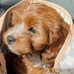 Cavapoos from Indie Boo’s mini Cavapoos