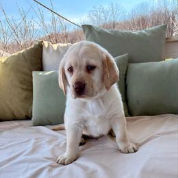 Red - Yellow male Labrador Retriever puppy in Tekonsha, Michigan from Asher Acres Labs