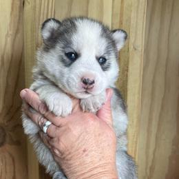Aspen - Gray and white female Siberian Husky puppy in Thomasville, Georgia from Southern Blues Siberian Huskies