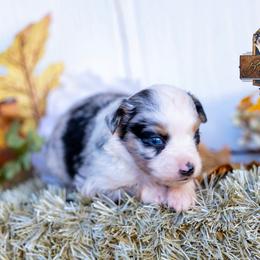 Wilder - Blue merle male Miniature Australian Shepherd puppy in Granbury, Texas from Best Little Aussies