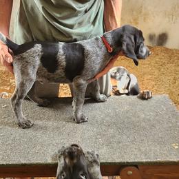 Red - Blue ticked male Bluetick Coonhound puppy in Caneville, Kentucky from Bluegrass Blueticks (BGK)