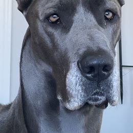 Bree - Great Dane