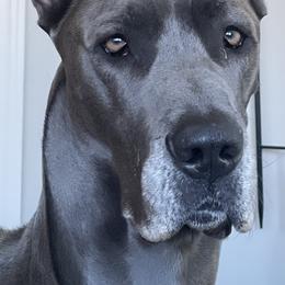 Bree - Great Dane