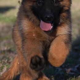 German Shepherd Puppies from German Shepherd Puppies
