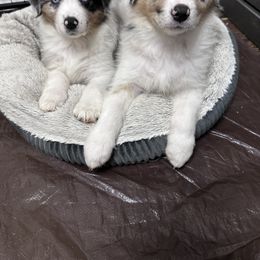 Australian Shepherd Puppies from Ace of Spades Australian Shepherds