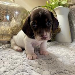 Princess Charlotte - Piebald female Dachshund puppy in Aiken, South Carolina from State Eight Dachshunds