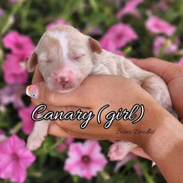 Goldendoodle Puppies from Sister Doodles