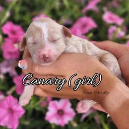 Goldendoodle Puppies from Sister Doodles