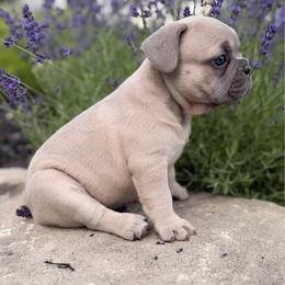 Abby - Blue fawn female French Bulldog puppy in Hudsonville, Michigan from Willow Farm