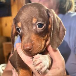 Lucah - Dapple male Dachshund puppy in Nashville, Georgia from Riverside Dachshund