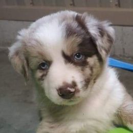 Miniature Australian Shepherd Puppies from KJs Rockin Aussies