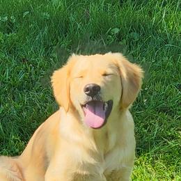 Golden Retriever All Grown Up from Bear Ridge Kennels