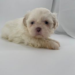 Female 1 - White female Shih Tzu puppy in Needville, Texas from Precious Moments Shih Tzu