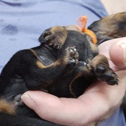 Girl 3 - Black and tan Manchester Terrier puppy in Washington from Spirit Kennels