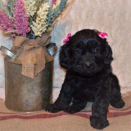 Cavapoo Puppies from Clearview Canines