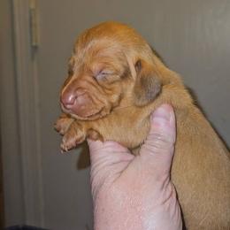 Boy 3 - Red male Dachshund puppy in Lansing, Michigan from Black Thunder 517 Cane Corso and Dachshunds and frenchies
