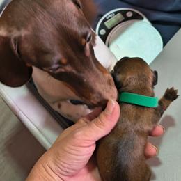 Carmel - Chocolate and tan male Dachshund puppy in Hollis, Oklahoma from Write Breed Doxies