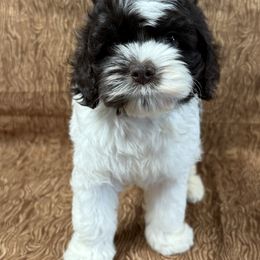 Zira choc white boy - Brown and white male Cockapoo puppy in Haines City, Florida from Camic Cockapoos