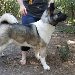 Snow - Akita