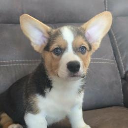 Boy 1 - Black and tan male Pembroke Welsh Corgi puppy in Portland, North Dakota from Sliding stop corgis
