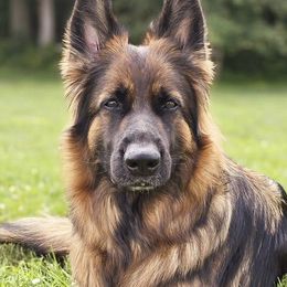 German Shepherds from Mächtiger Barkerheim