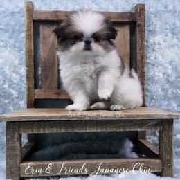 Sal - Sable and white male Japanese Chin puppy in Johnson City, Tennessee from Erin & Friends Japanese Chin