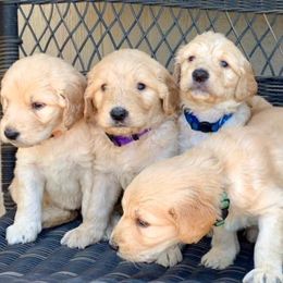 Goldendoodles from Williams Ranch Doodles